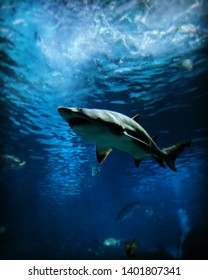 Shark swimming under a sea of endless blue 