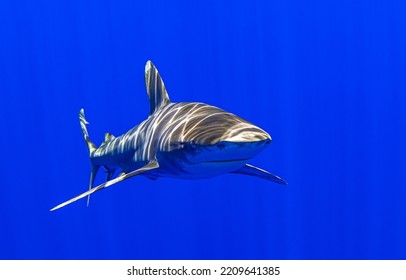 Shark swims underwater in the blue sea. Beware shark attack. Shark in blue sea underwater. Shark underwater - Shutterstock ID 2209641385