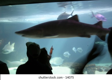 shark in tank