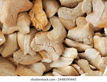 shark teeth collection texture as nice background