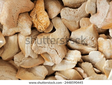 shark teeth collection texture as nice background