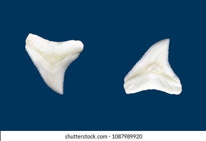 Shark teeth in detail