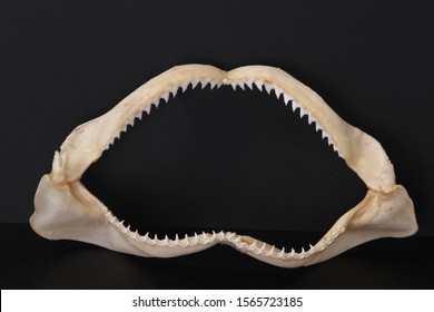 Shark Teeth Jaw Bones Detail Stock Photo 1565723185 | Shutterstock