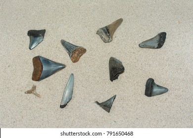 Shark Teeth On Sand