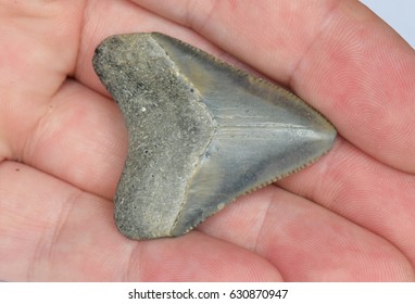 Shark Tooth