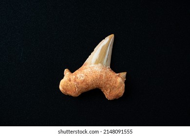 Shark Tooth Fossil On Black Background.