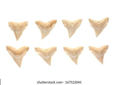shark tooth Isolated on white.