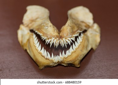shark tooth on wood table