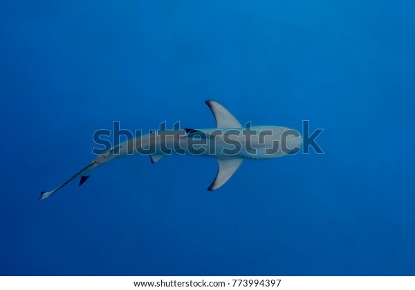 Shark under water,big\
predator fish\
