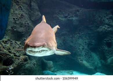 Shark Underwater In Natural Aquarium