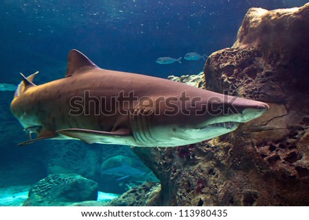 Shark underwater in natural aquarium
