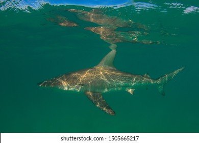 Shark Underwater Photo. Bronze Whaler Shark