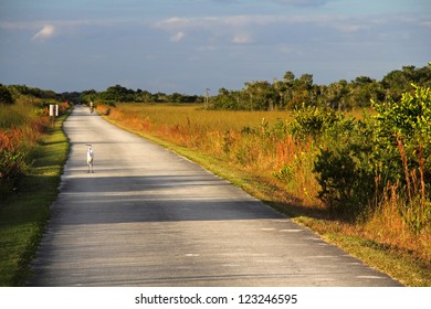 Shark Valley Bicycle Trail In Everglades National Park