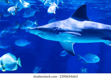 Shark in the water. Aquatic creature. Water world. Sea, ocean, lake and river fauna. Zoo and zoology. Nature and animal photography.