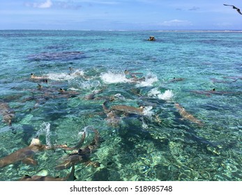 Sharks