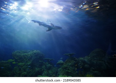 Sharks - Apex Predator Of The Ocean