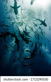 Sharks Circling Above While Diving