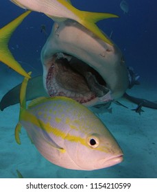 Sharks Eating Fish