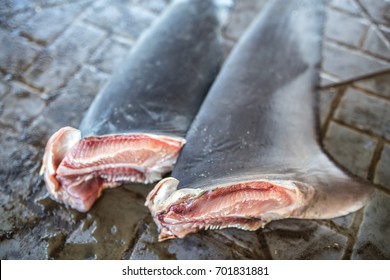 Sharks Fins from illegal fishing, endangered species. - Shutterstock ID 701831881
