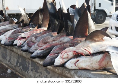 Sharks As Food.
Sharks Most Threatening Predator Is Humans. Shark Meat Has Become Increasingly Popular As Food, And Manufacturers Also Use Shark Cartilage In Some Medicines.