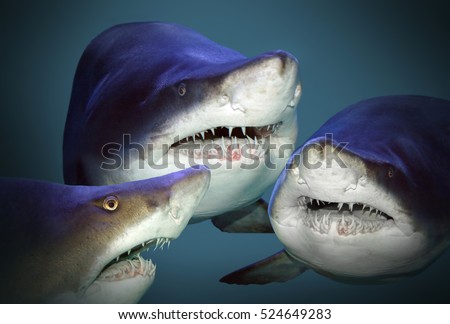Sharks have a fun and waiting for divers and swimmers. Underwater photography from ocean.