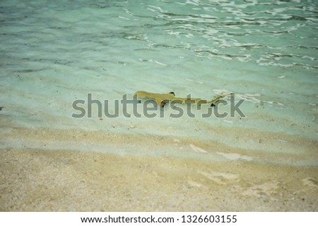 Sharks in maldives.