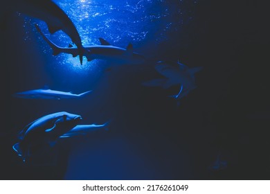 Sharks And Small Fish Swimming In Aquarium - Deep Blue Shades