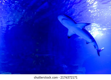 Sharks And Small Fish Swimming In Aquarium - Deep Blue Shades