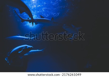 Sharks and small fish swimming in aquarium - deep blue shades
