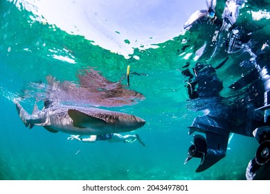 Sharks Swimming Around Boat Stock Photo 2043497801 | Shutterstock