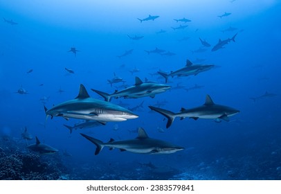 Sharks underwater. A pack of sharks in the blue abyss of the sea. Underwater shark shoal. Shark attack in underwater world