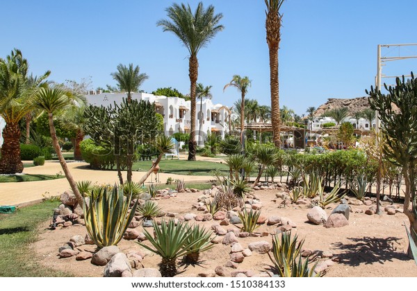 Sharm el sheikh casino age