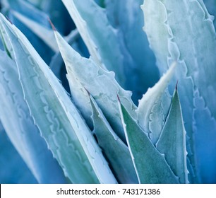 Sharp agave plant leaves