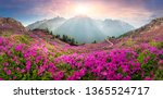 The sharp Alpine peaks of Mont Blanc with snow and glaciers soar above the spring meadows, where rhododendrons bloom - delicate fragrant spring flowers