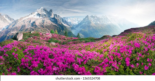 The sharp Alpine peaks of Mont Blanc with snow and glaciers soar above the spring meadows, where rhododendrons bloom - delicate fragrant spring flowers