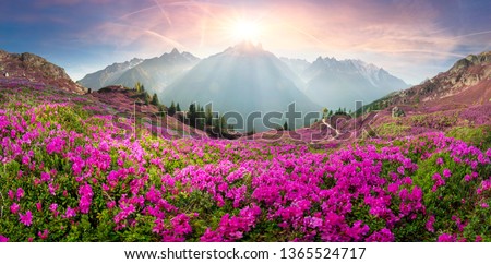 The sharp Alpine peaks of Mont Blanc with snow and glaciers soar above the spring meadows, where rhododendrons bloom - delicate fragrant spring flowers