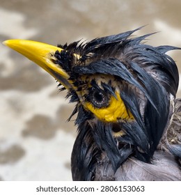 Sharp bird macro, wet messy feathers, intense eye gaze, yellow patch, wildlife photography.