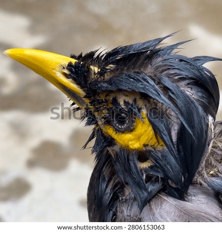 Sharp bird macro, wet messy feathers, intense eye gaze, yellow patch, wildlife photography.