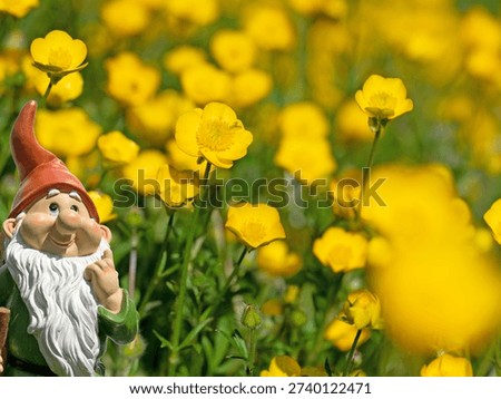 Sharp buttercup, Ranunculus acris, in spring