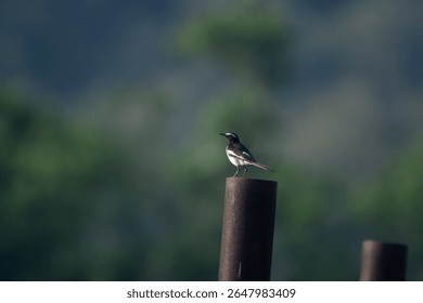 A sharp close up Magpie robin perched on a rusty metal pipe against soft blurred background.