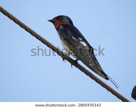 A sharp close-up of a Barn Swallow showing its deep rufous-orange forehead and throat, steel-blue upperparts, and long tail streamers as it grips a thick, textured cable against a blue sky.