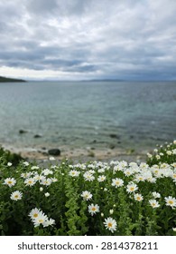 Sharp close-up of a blooming patch of white daisies on a grassy cliff edge, with a beautiful view of a calm, turquoise ocean bay under an overcast sky