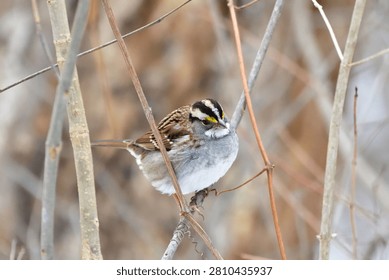 A sharp close-up captures a beautiful White-throated Sparrow perched on small winter branches against a soft, diffused natural background