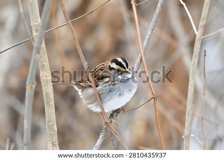 A sharp close-up captures a beautiful White-throated Sparrow perched on small winter branches against a soft, diffused natural background