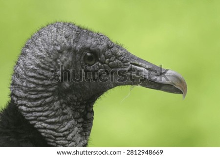 Sharp close-up of a Coragyps atratus head showcasing wrinkled skin and keen eye in natural light