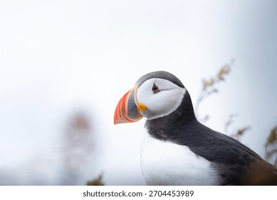 A sharp, close-up, horizontal portrait captures the distinctive profile of an Atlantic Puffin (Fratercula arctica) in its breeding plumage, set against a bright, softly blurred background. 