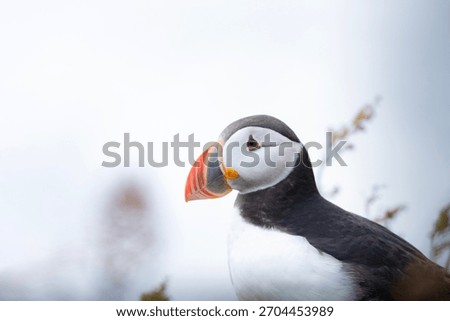 A sharp, close-up, horizontal portrait captures the distinctive profile of an Atlantic Puffin (Fratercula arctica) in its breeding plumage, set against a bright, softly blurred background. 