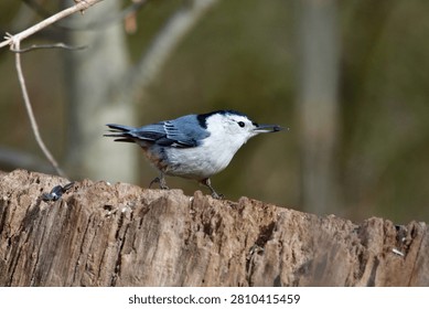 A sharp close-up photograph captures a small, gray, and white White-breasted Nuthatch perched on a weathered wooden tree stump with remnants of seeds