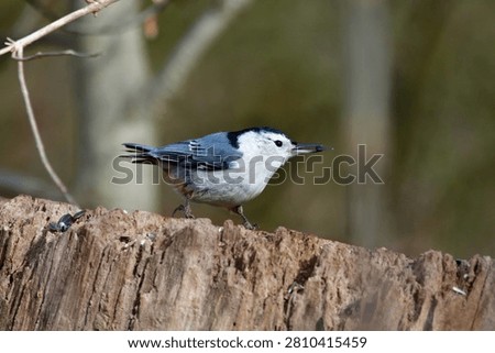 A sharp close-up photograph captures a small, gray, and white White-breasted Nuthatch perched on a weathered wooden tree stump with remnants of seeds
