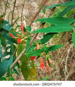 A sharp close-up shot capturing a slender, woody branch of a Fire-flame Bush (Woodfordia fruticosa). The branch displays lanceolate green leaves arranged opposite to each other, with one older leaf at the bottom showing natural insect damage holes. Clustered along the stem are several bright red-orange, tubular, slightly curved flowers dangling downwards, showcasing the plant's characteristic axillary flowering habit